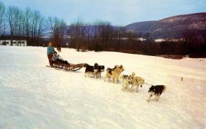 MA - Lenox. Sled Dog Team at Eastover