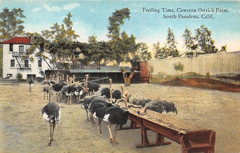 Feeding Time, Cawston Ostrich Farm South Pasadena CA