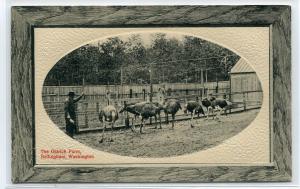 Ostrich Farm Bellingham Washington 1910c postcard