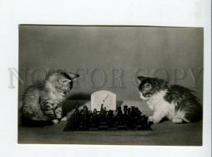 3165287 Kittens CHESS Players Yerofeyev Photographer old photo