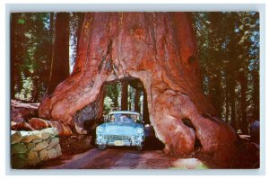 Vintage Yosemite National Park, Mariposa Grove Postcard F126E