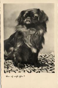 Dog Postcard Pekingese Peking Lion Pelchie Dog Peke (1930s) RPPC