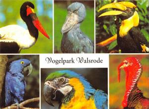 B98533 vogelpark walsrode bird oiseau  germany  animals animaux