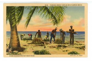 FL - Miami. Biscayne Key, Turning Green Turtles ca 1937