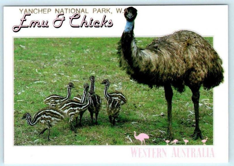 3 Postcards YANCHEP NATIONAL PARK, Western Australia ~ EMU Parrots Flowers 4x6