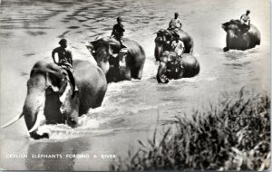 postcard RPPC - Ceylon Elephants Fording a River - People riding elephants