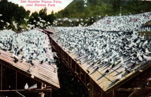 Postcard CA California Los Angeles Pigeon Farm Elysian Park