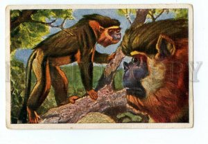 145398 PHUNT Proboscis Monkey Vintage Animal Card #9