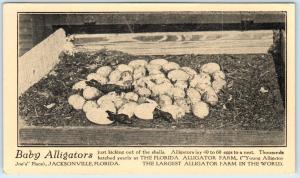 JACKSONVILLE, Florida  FL    BABY ALLIGATORS  Largest Farm  c1910s  Postcard