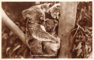 br106118 koalas australian bears australia