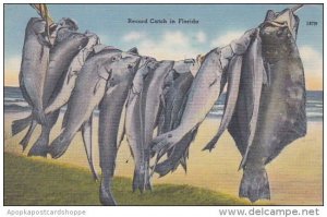 Fishing Record Catch In Florida 1956