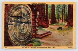 Yosemite, Age of a Monarch, Mariposa Grove of Big Trees, Vintage Postcard  P3