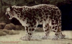 Snow Leopard, New York Zoological Park New York, USA Unused 