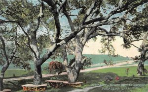 PASADENA, CA California BUSCH'S SUNKEN GARDEN~Oak Trees~Benches c1910's Postcard