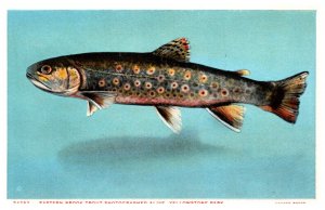 Yellowstone National Park, J.E. Haynes, Eastern Brook Trout