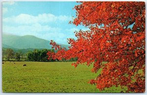 Postcard - Beautiful Fall Colors, Great Smoky Mountains National Park