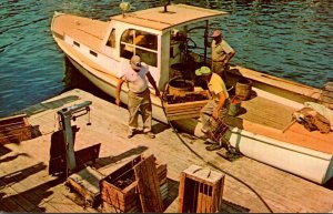 Fishing Lobster Boat Unloading Lobsters For Weighing