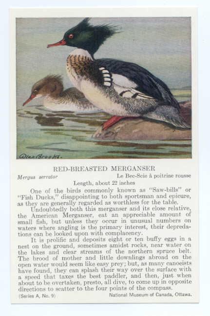 Red-Breasted Merganser painted by Allan Brooks, National Museum of Canada Ottawa