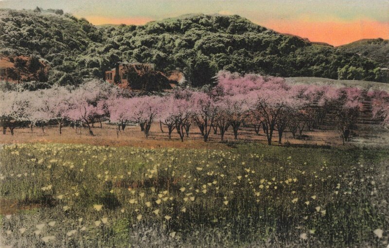 Poppies and Prune Blossoms, California Hand-Colored Postcard Pub. by Sunny Scene