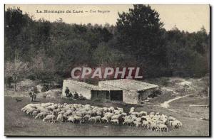 Old Postcard The mountain of Lure A sheepfold Sheep