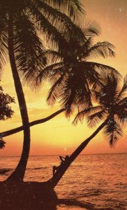 Vintage Postcard Tropical Sunsets Golden Days Palm Trees Gentle Breezes Hawaii