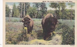 Minnesota Itasca State Park Grazing Buffalo Curteich