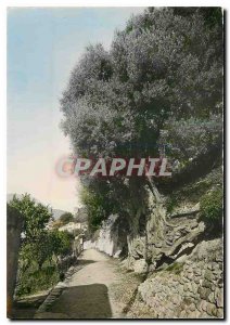 Modern Postcard Roquebrune Village king of kings of Olives