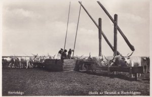 Hortobagy Oxen Drinking Trough Hungary Old Photo Postcard