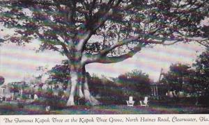 Famous Kapok Tree At Kapok Tree Grove Clearwater Florida