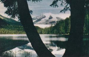 Alaska Glacier Through Tree Trunk 1970