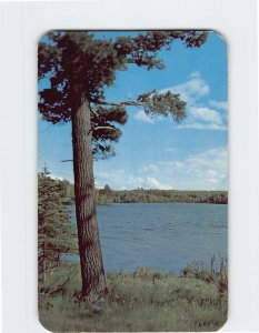 Postcard Norway Pine Vacationland Scene USA