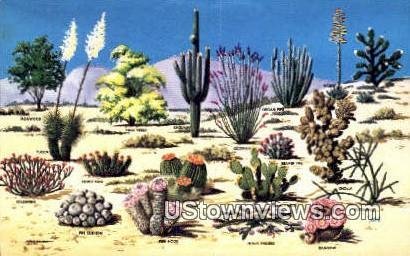Cacti & Desert Flora - Misc, Arizona AZ
