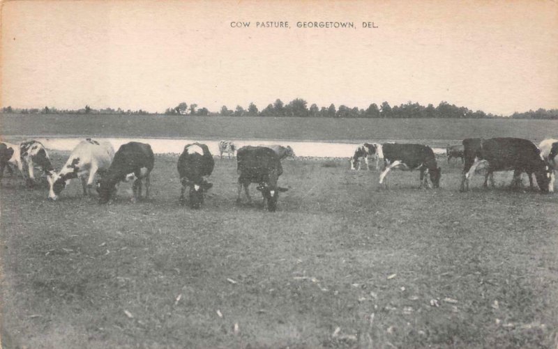 COW PASTURE GEORGETOWN DELAWARE POSTCARD (c. 1940s) !!