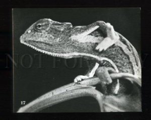 165443 ZOO Chameleon Old PHOTO Card