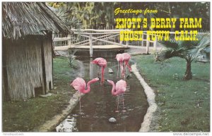 Pink Flamingoes, Knott's Berry Farm, Ghost Town, California 1970