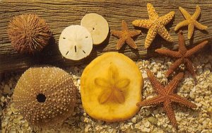 Sea Urchins, Sand Dollars and Starfish Trenton, New Jersey  