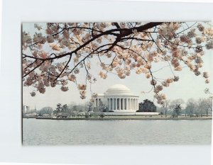 Postcard Jefferson Memorial & Cherry Blossoms Washington DC USA