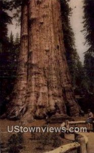 Sequoia National Park , CA