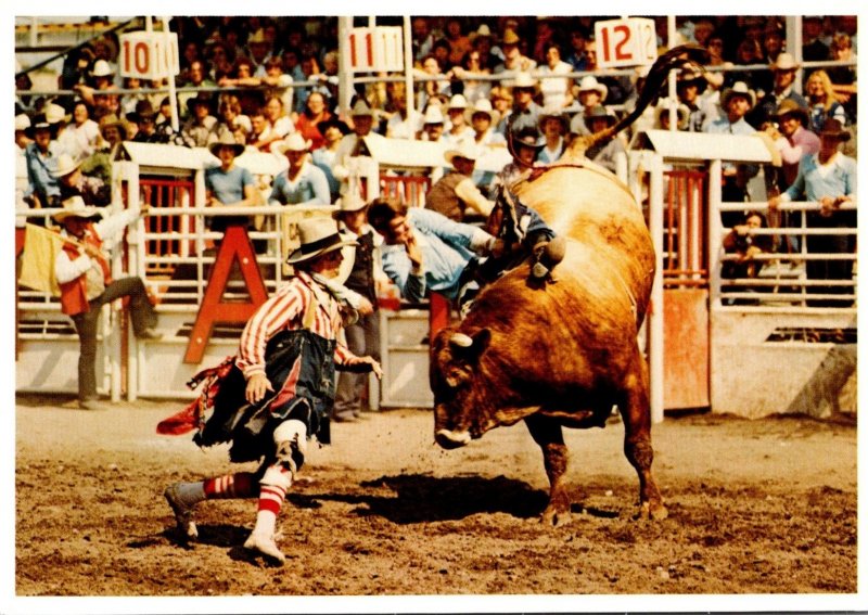 Canada Calgary Exhibition and Stampede Rodeo Brahma Bull Riding