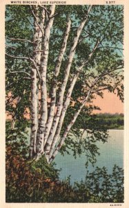 Vintage Postcard 1937 White Birches Lake Superior Lake Shore Scenes Nature