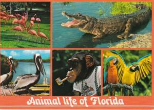 Florida Animal Life Alligator Flamingos Pelicans Macaws & Monkey Smoking Pipe