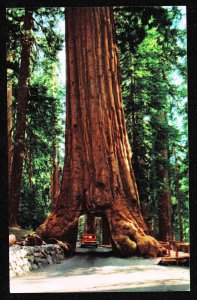 DOLLAR BOX - CA - Wawona - tunnel tree - Yosemite