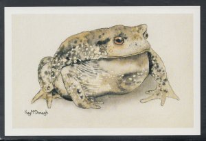 Animals Postcard - Art - Amphibian / Toad, Artist Kay McDonagh  8082