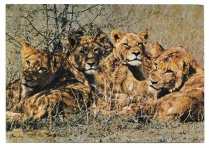 Young Lions Luanga Valley National Park Africa Postcard