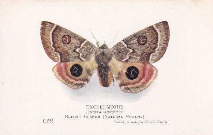 Carthaea Saturniodes Exotic Moth Natural History Museum Moths Old Postcard