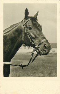 Horse real photo postcard