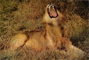 BR100641 kenya lion  animal animaux  kenya  africa