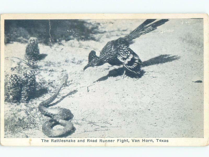 Unused W-Border RATTLESNAKE WITH ROADRUNNER BIRD Van Horn Texas TX E8302