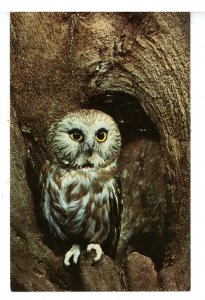 Birds - Saw-Whet Owl