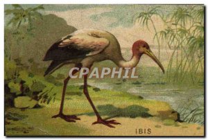 Chromo Ibis